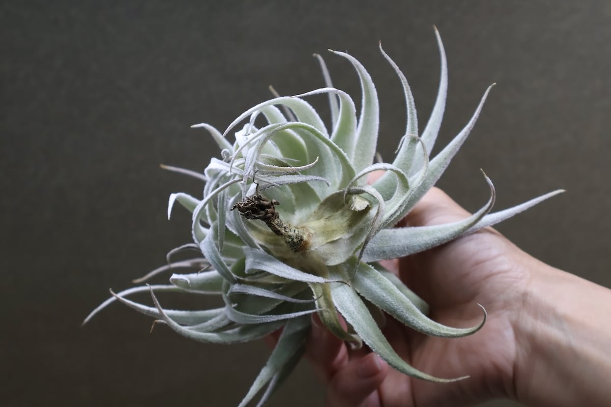 ガルドネリ ルピコラ 02号 | air-plants TENGU-DO