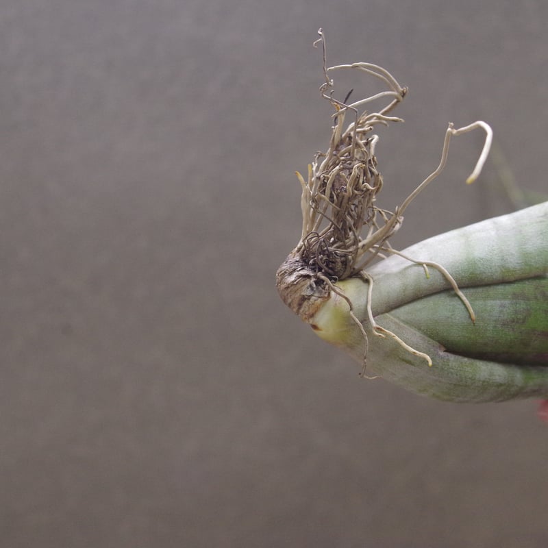 フレクスオーサ ツイスティッドフォーム 27号 | air-plants TENGU-DO フレクスオーサ ツイスティッドフォーム 27号 | air-plants TENGU-DO