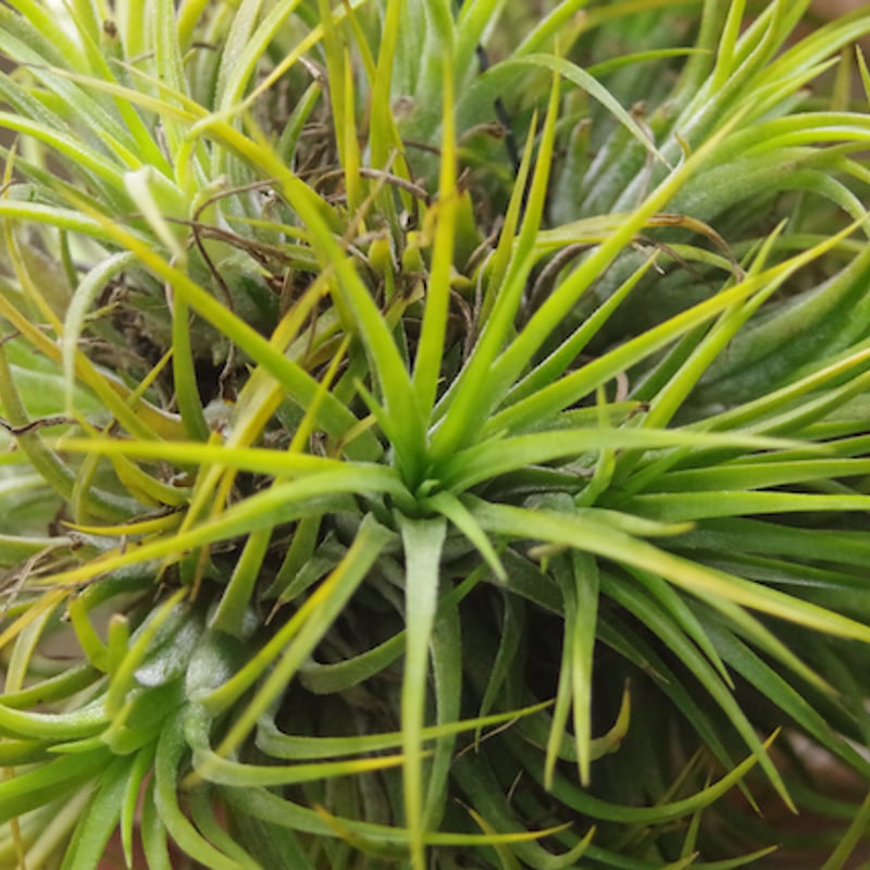 ティランジア・イオナンタ・ドゥルイド・クランプ イオナンタ ドゥルイド クランプ 31号 | air-plants TENGU-DO