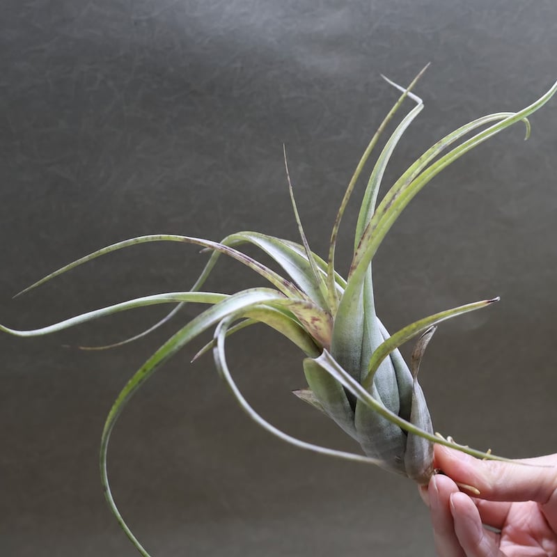 フレクスオーサ 12号 | air-plants TENGU-DO