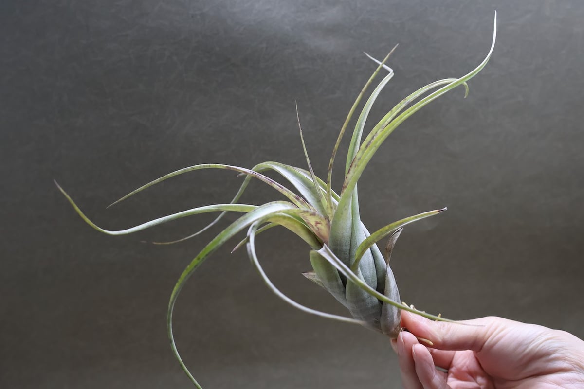 フレクスオーサ 12号 | air-plants TENGU-DO