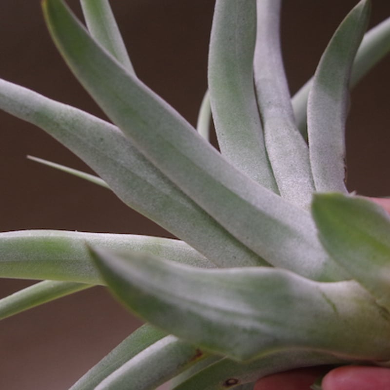 カピタータ シルバーローズ Mサイズ 33号 | air-plants TENGU-DO