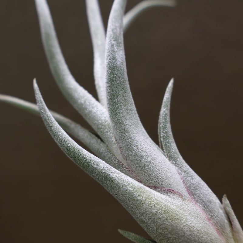 クラーケン 06号 | air-plants TENGU-DO