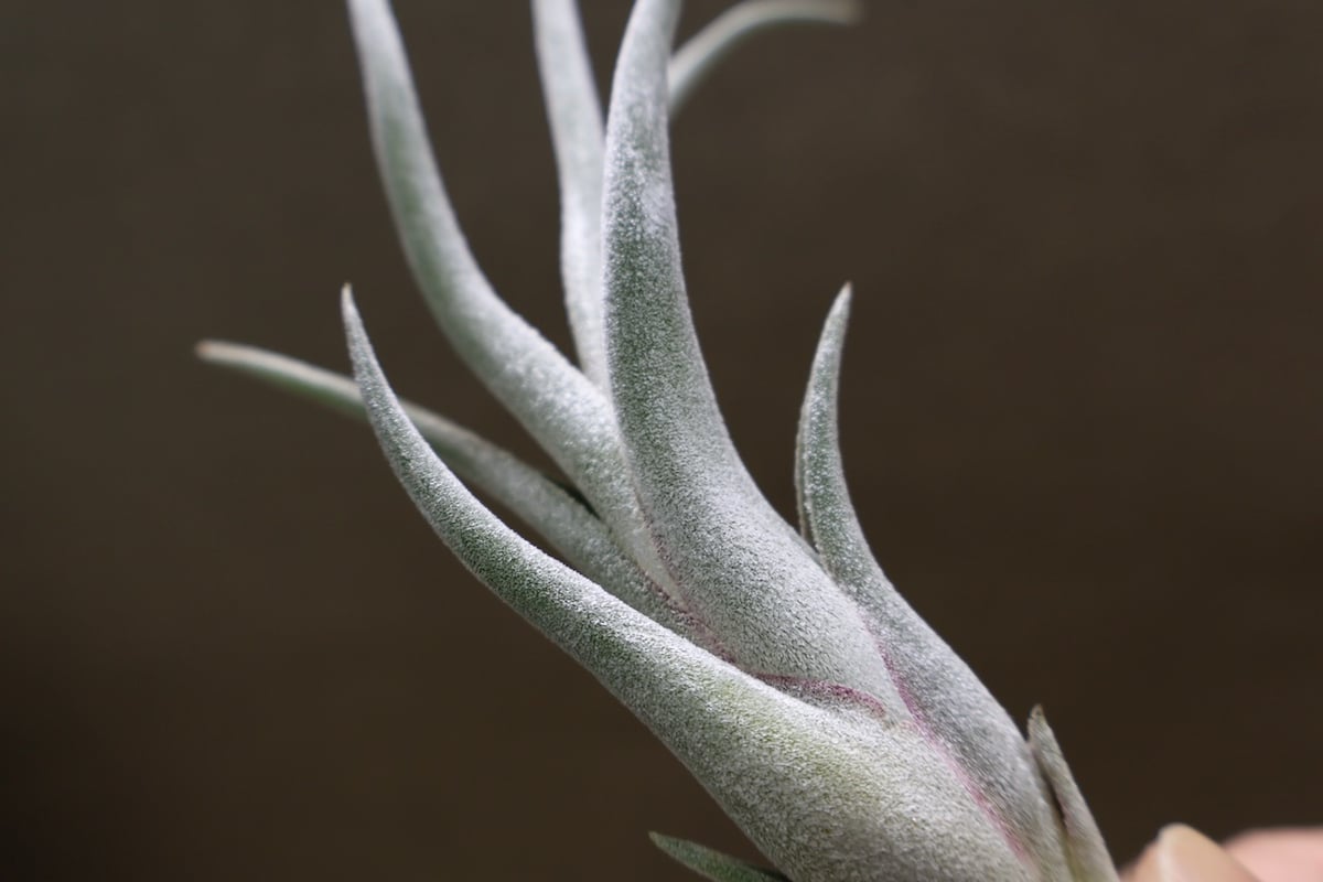 クラーケン 06号 | air-plants TENGU-DO