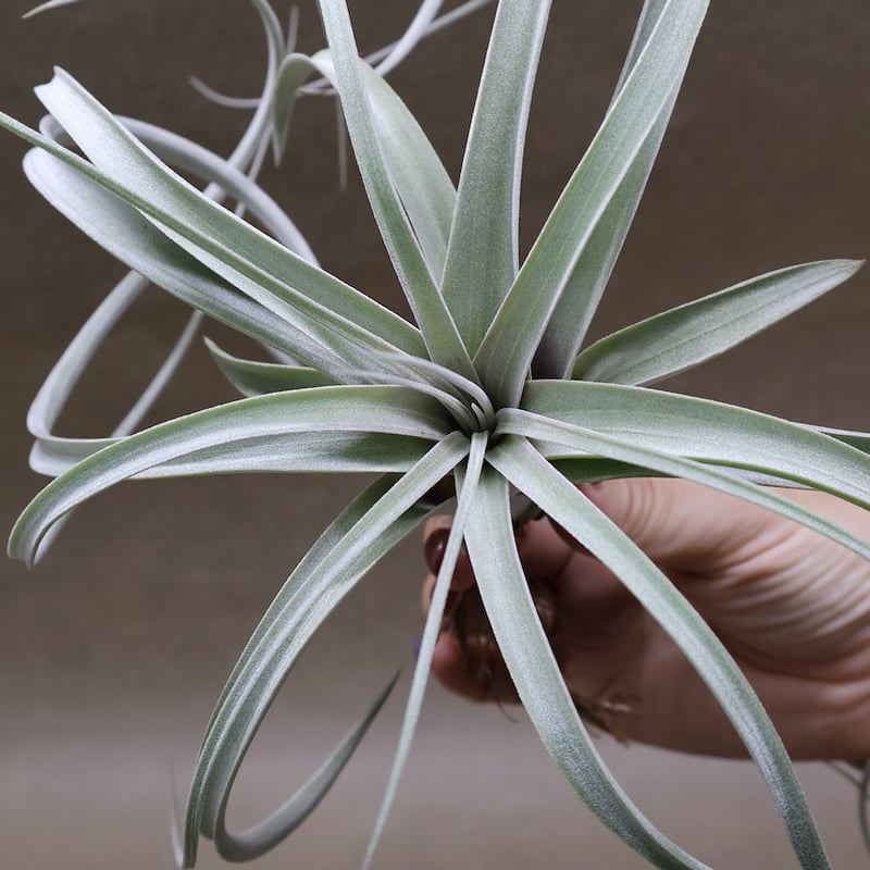 クラウニング グローリー ( キセログラフィカ X エクセルタ ) 32号