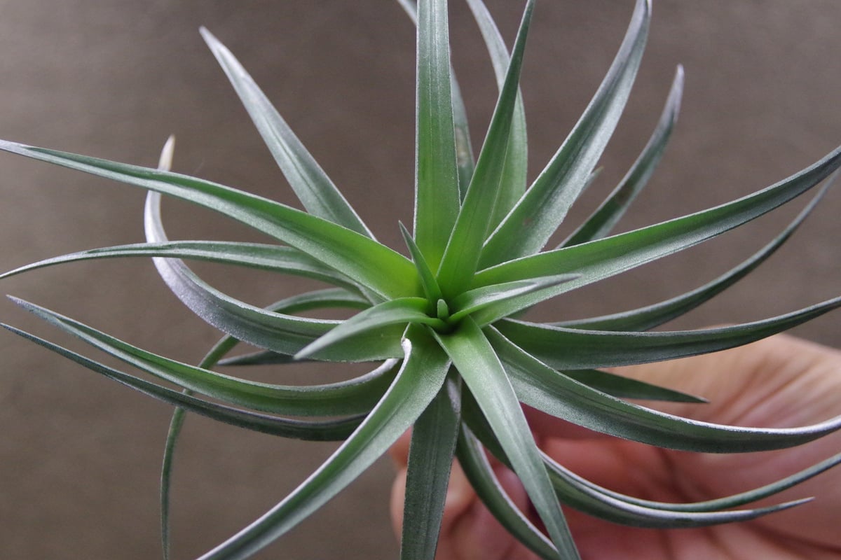Tillandsia InterestingとChameleonのセット imgrc0114040103.jpg