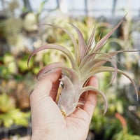 イオナンタ アルボマージナータ 42号 | air-plants TENGU-DO
