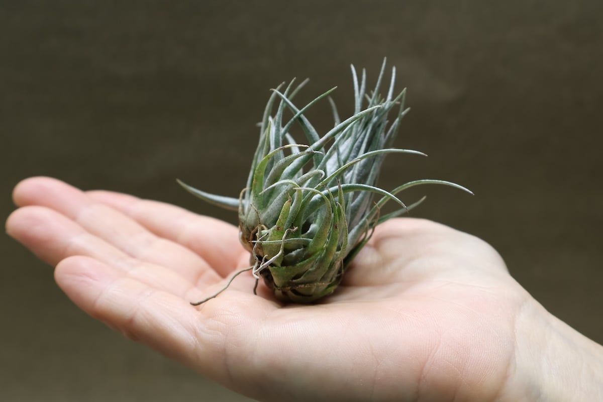 カウツキー 23号 | air-plants TENGU-DO