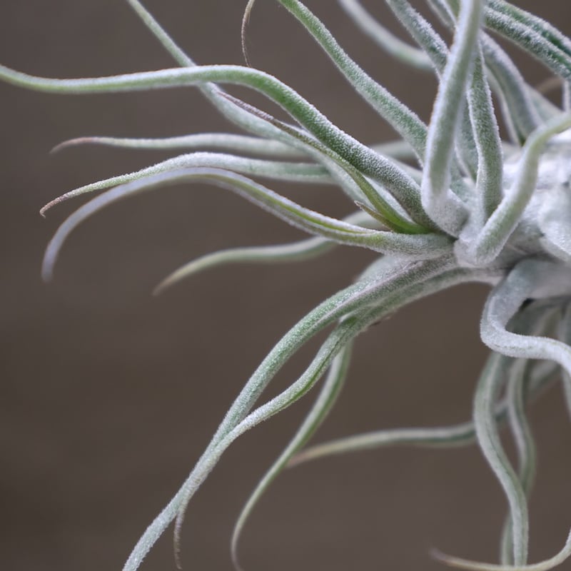 チランジア エーレルシアナ x ブルボーサ 速達+発泡スチロールおまけ