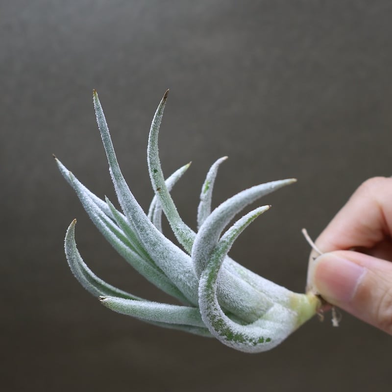 ミトラエンシス 08号 | air-plants TENGU-DO