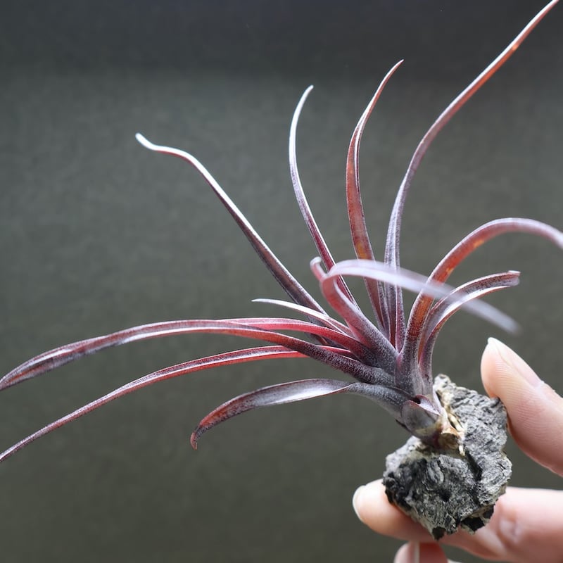 カピタータ ドミンゲンシス 45号 | air-plants TENGU-DO