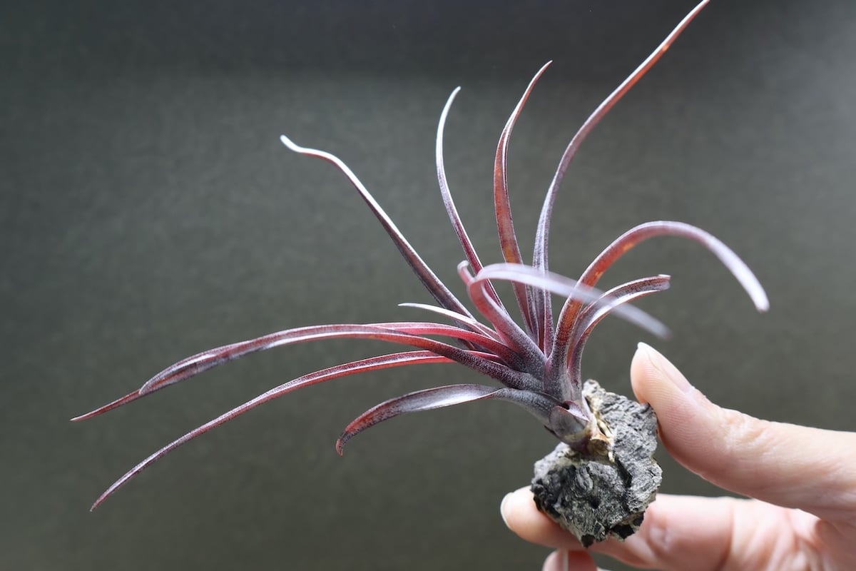 カピタータ ドミンゲンシス 45号 | air-plants TENGU-DO