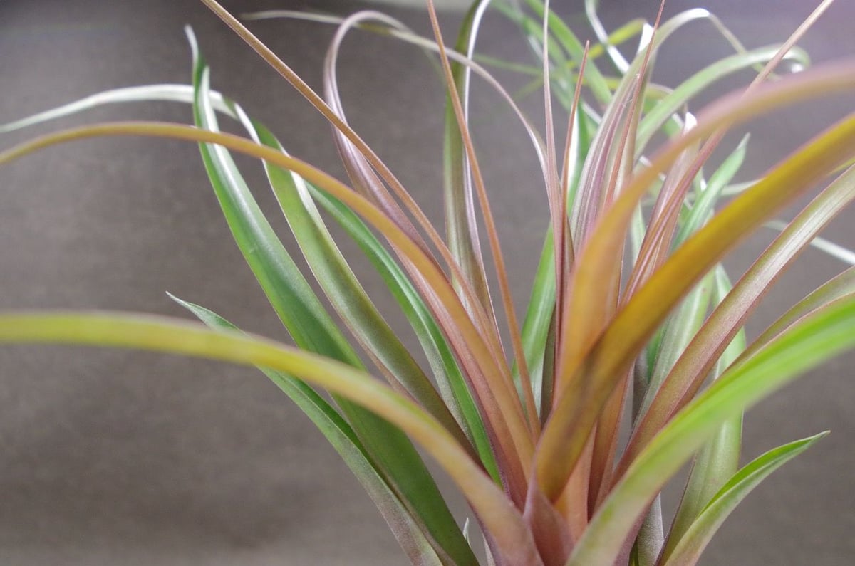 カピタータ マロン 05号 | air-plants TENGU-DO