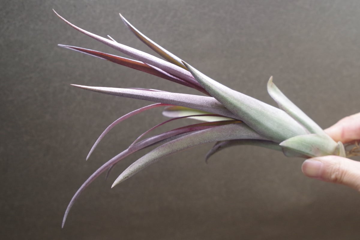 チランジア　カピタータ×ストレプトフィラ カピタータ×ストレプトフィラ Sサイズ 20号 | air-plants TENGU-DO
