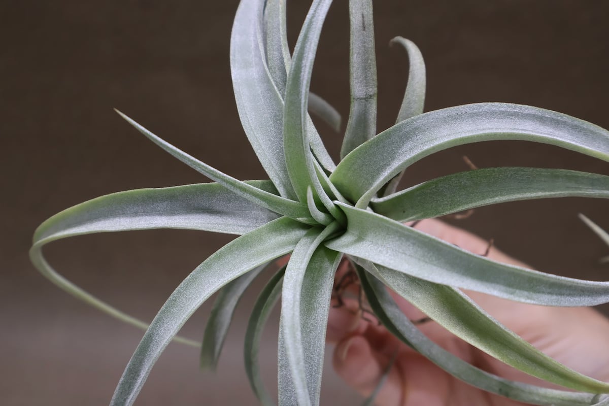 メアリーZ （ チアペンシス × ローランドゴッセリニー ）03号 | air