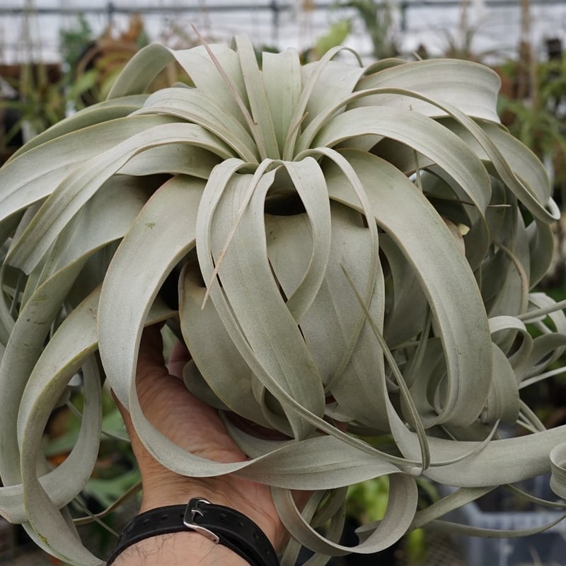 スタッフ特選】キセログラフィカ XLサイズ Z号 | air-plants TENGU-DO