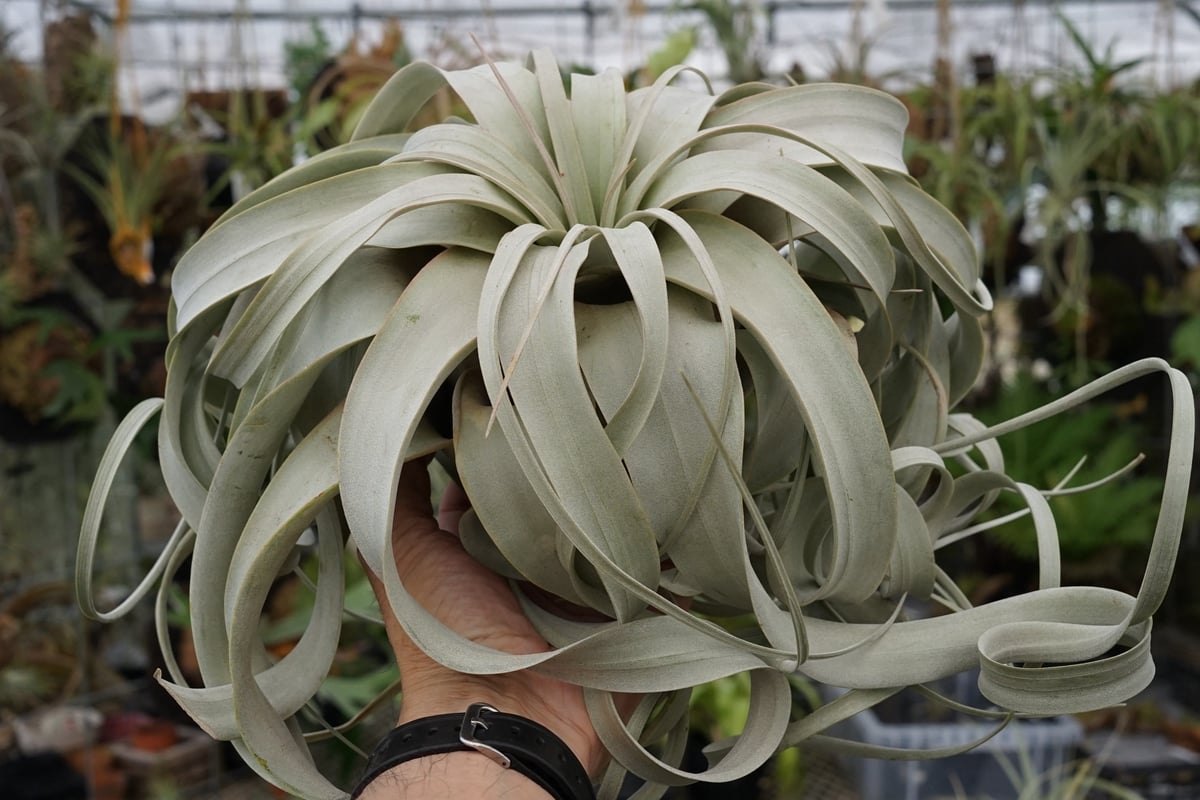 スタッフ特選】キセログラフィカ XLサイズ Z号 | air-plants TENGU-DO