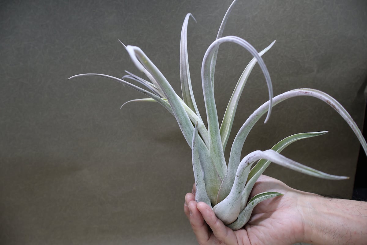 チランジア　チアペンシス x カプトメデューサ チアペンシス × カプトメデューサエ｜720 'chiapensis x caput-medusae