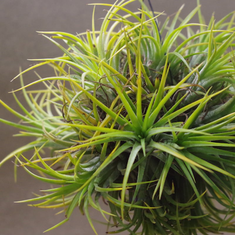 イオナンタ ドゥルイド クランプ 31号 | air-plants TENGU-DO