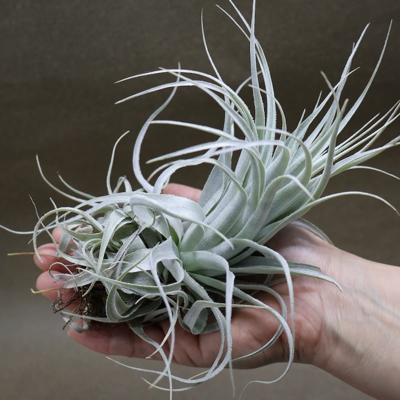 チャペウエンシス チュリフォルミス 02号 | air-plants TENGU-DO