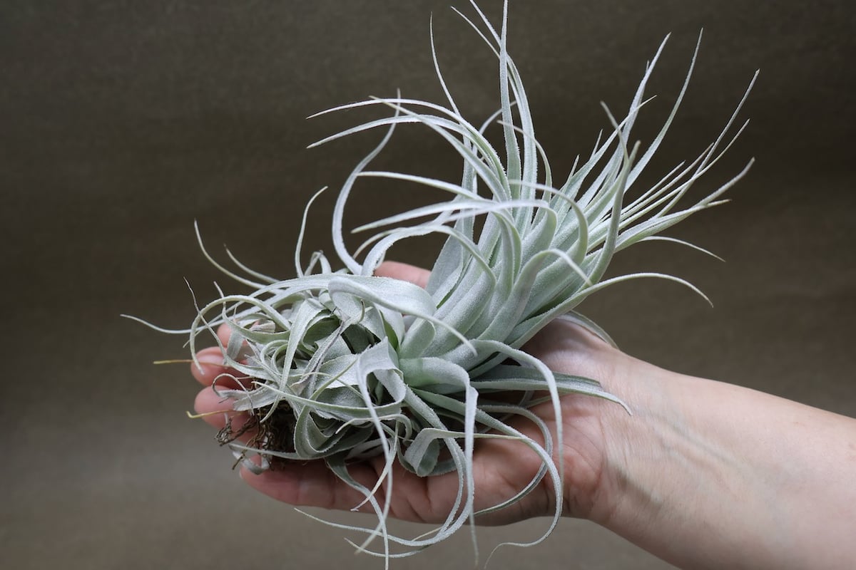 チャペウエンシス・チュリフォルミス　輸入株 チャペウエンシス チュリフォルミス 02号 | air-plants TENGU-DO