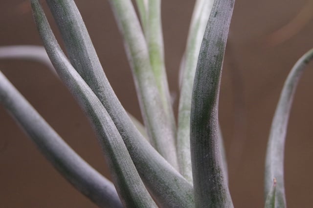 ゴルゴン 02号 | air-plants TENGU-DO