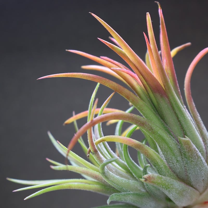 イオナンタ ヴァリエガータ 10号 | air-plants TENGU-DO