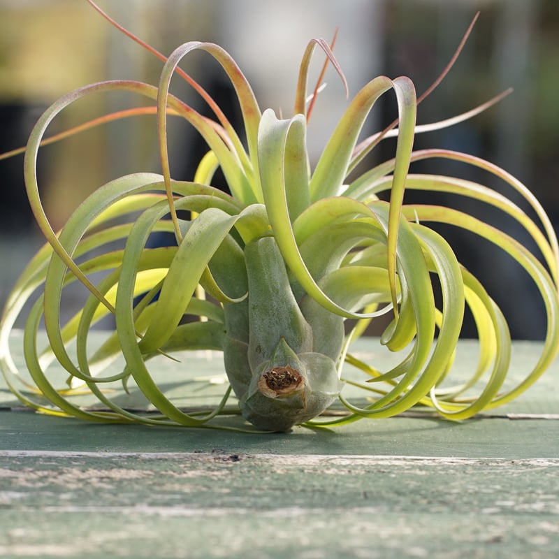 スタッフ特選】ブラキカウロス × ストレプトフィラ | air-plants TENGU-DO