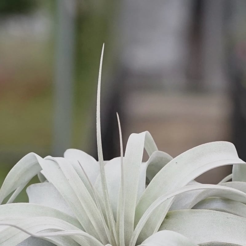 スタッフ特選】キセログラフィカ ロングリーフ A号 | air-plants TENGU-DO