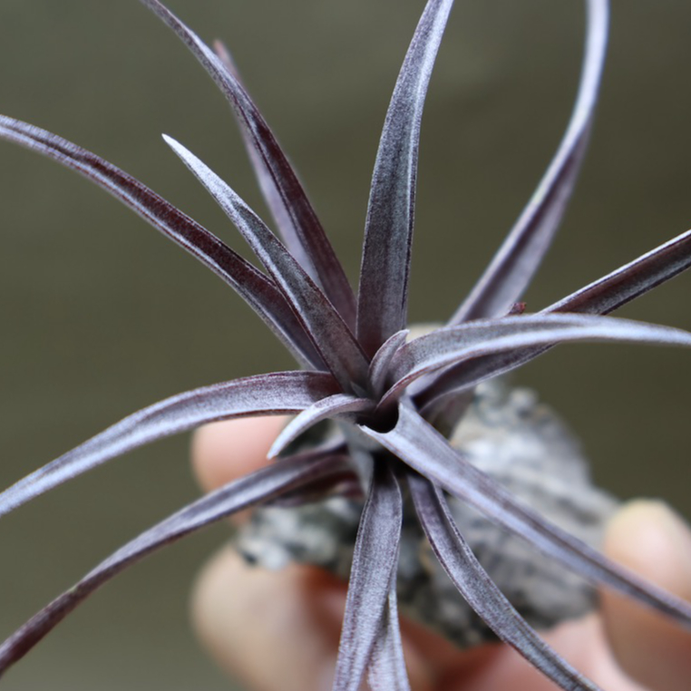 カピタータ ドミンゲンシス 47号 | air-plants TENGU-DO