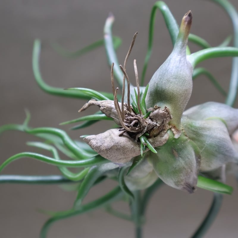 ブルボーサ クランプ 28号 | air-plants TENGU-DO