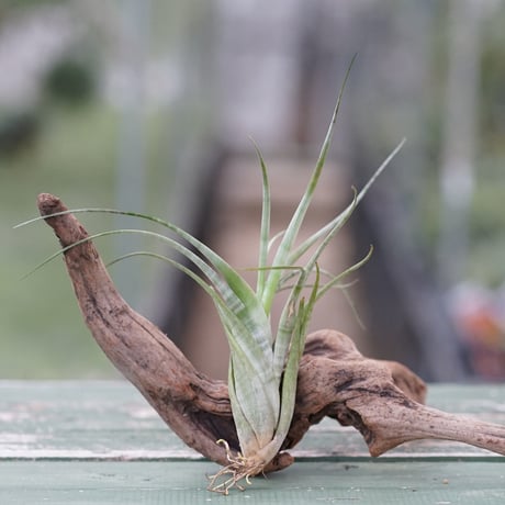 ブロメリア・エアープランツ itoshimatanikulab ブロメリア・エアープランツ itoshimatanikulab IMG_0287.jpg