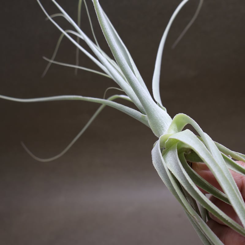 ストラミネア 14号 | air-plants TENGU-DO ストラミネア 14号 | air-plants TENGU-DO