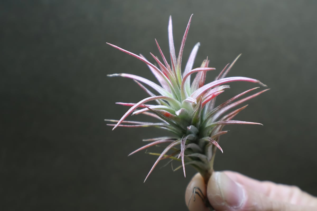 イオナンタ　バンハイニンギー　と　アルビノ フンキアナ レクルビフォリア × イオナンタ バンハイニンギー 01号