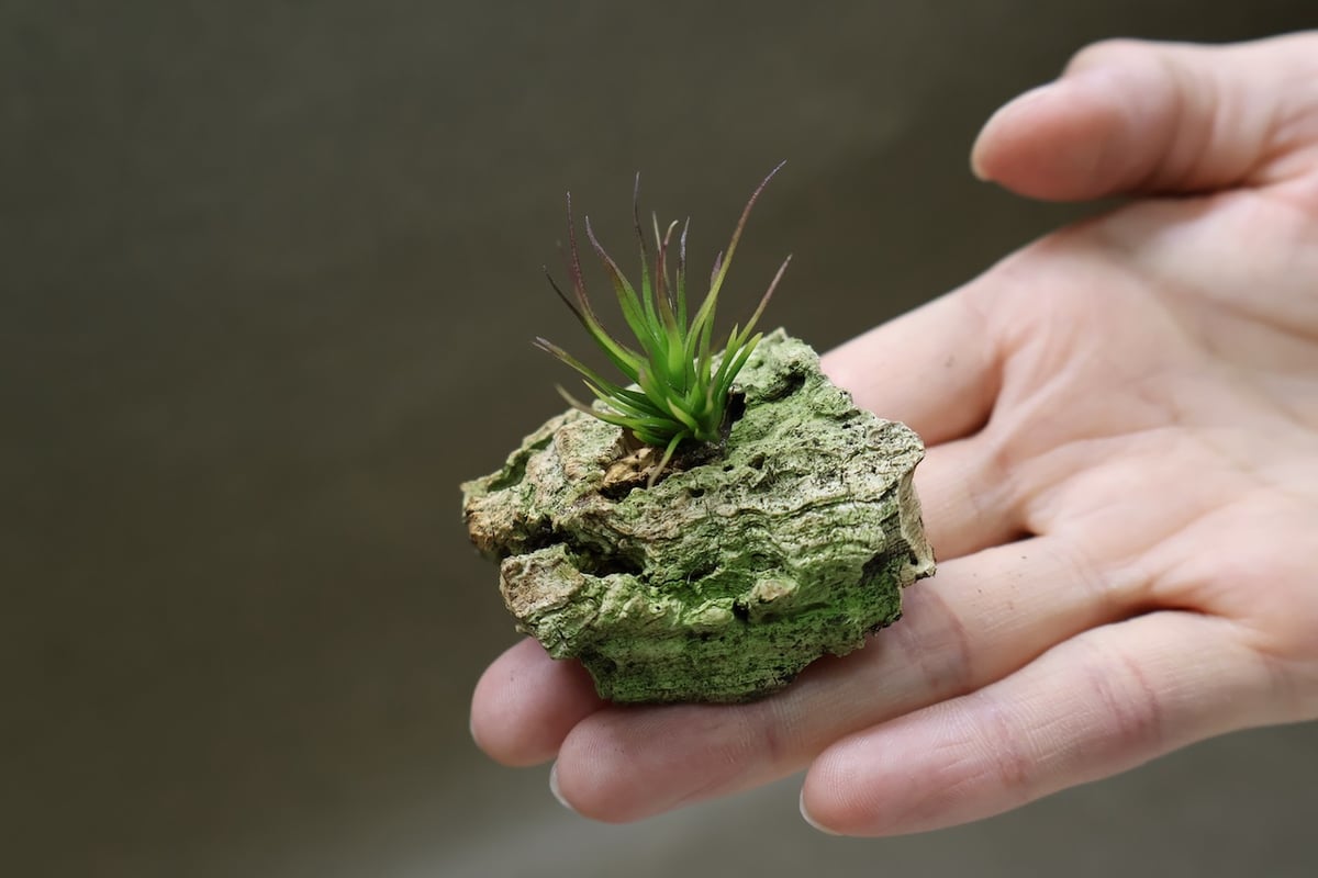 【みぃこどん】Tillandsia 4点セット イッツィービッツィー 41号 | air-plants TENGU-DO