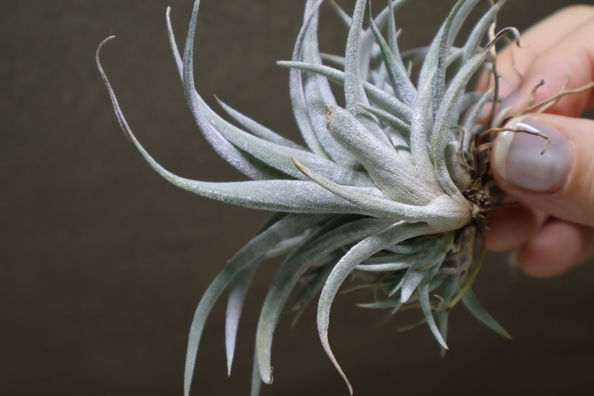 チアペンシス クランプ 32号 | air-plants TENGU-DO