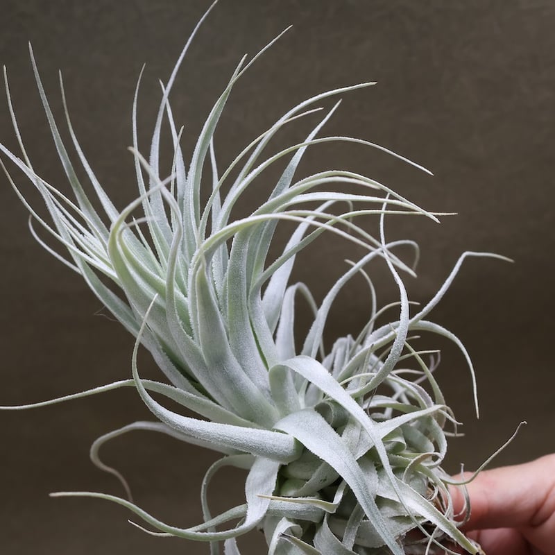 チャペウエンシス チュリフォルミス 02号 | air-plants TENGU-DO