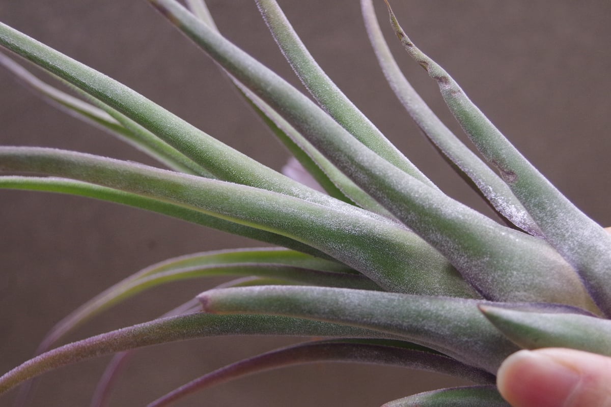 チランジア ベアコレア ×（セレリアナ×ストレプトフィラ） tillandsia チランジア ベアコレア ×（セレリアナ×ストレプトフィラ） Tillandsia