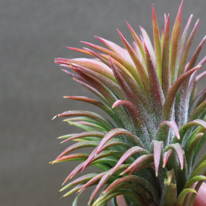 イオナンタ ウアメルラ 66号 | air-plants TENGU-DO