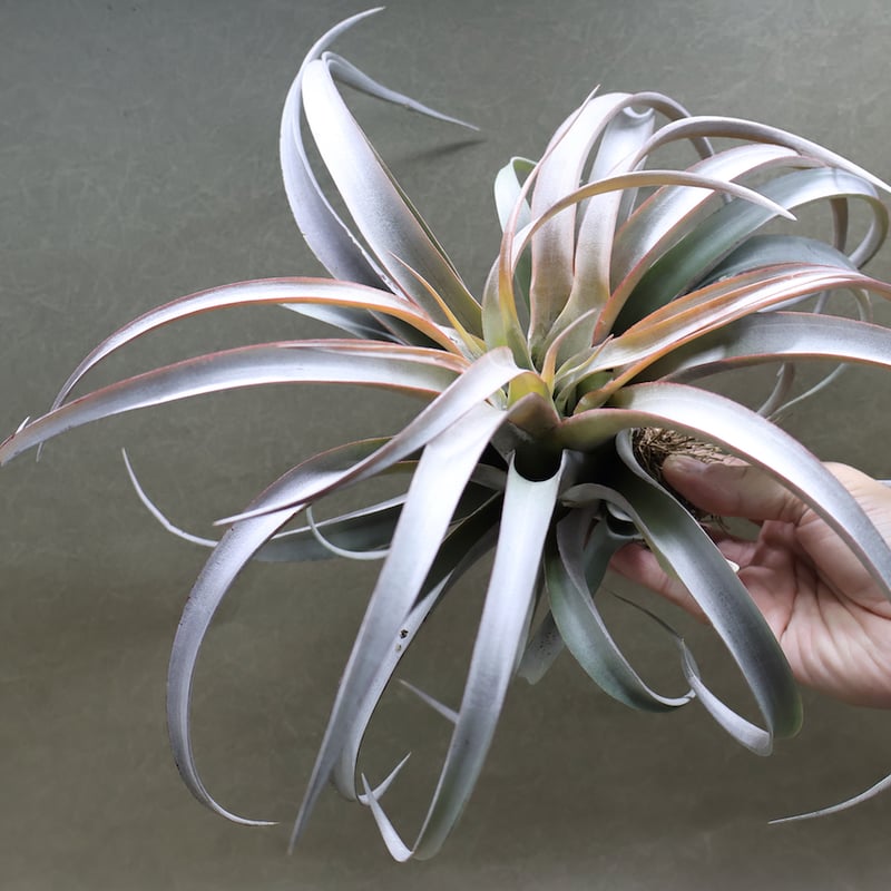 観葉植物 カピタータ capitata 大株40㎝
