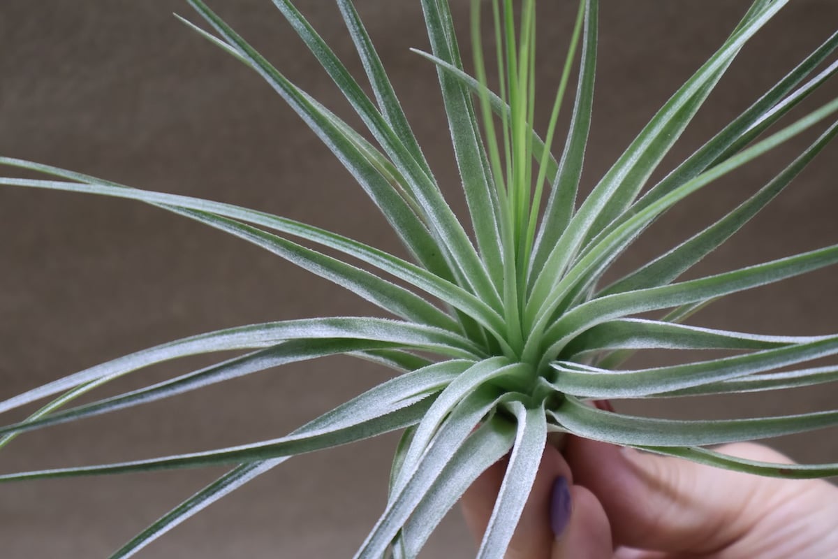 チランジア　Imbrogilo マザー株　ラスト苗 ガルドネリ × ゲミニフローラ 02号 | air-plants TENGU-DO