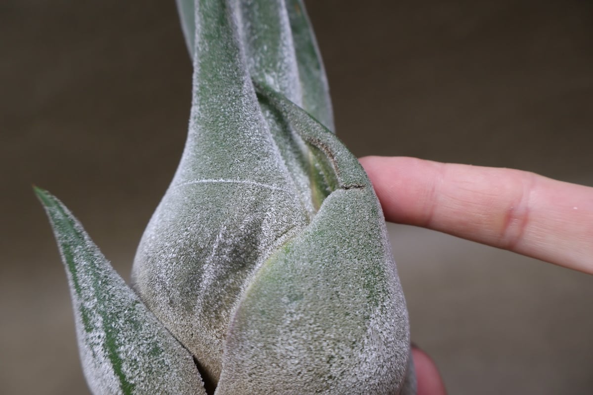 Tillandsia Seleriana Green Giant 速達発送 Tillandsia Seleriana Green Giant 速達発送