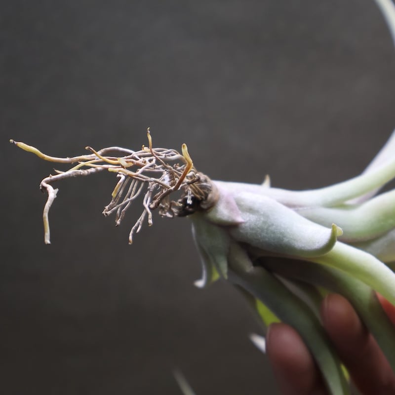 ストレプトフィラ メキシコ × リオホンドエンシス 07号 | air-plants