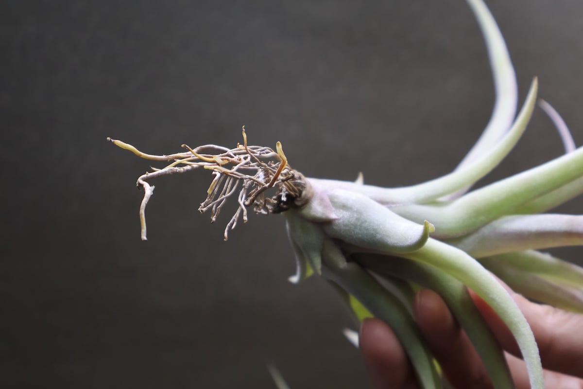 ストレプトフィラ メキシコ × リオホンドエンシス 07号 | air-plants