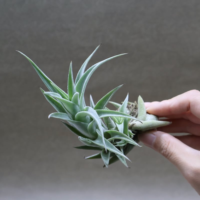 エディシアエ 68号 | air-plants TENGU-DO