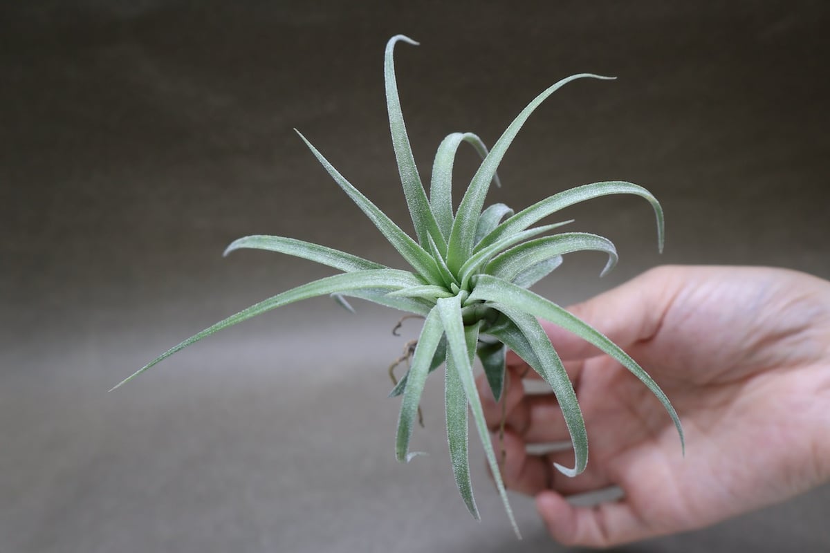 イオナンタ カーリーリーフ × ストレプトフィラ 04号 | air-plants