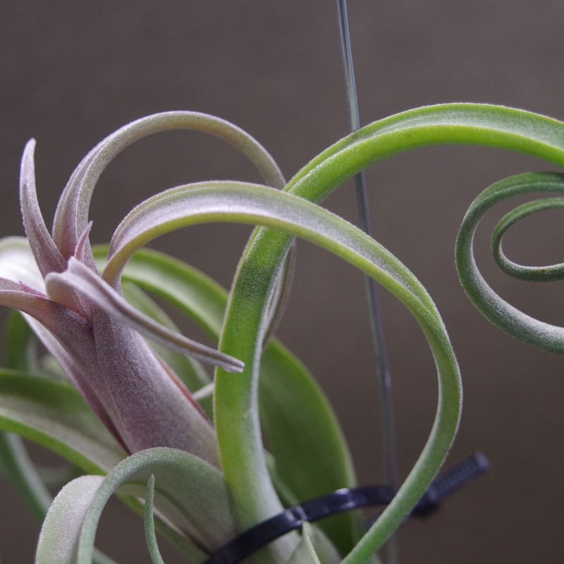 カーリースリム（インターメディア×ストレプトフィラ）38号