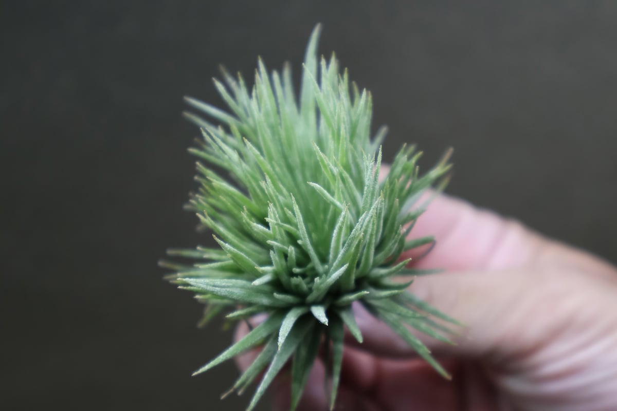 イオナンタ モンストローサ 17号 | air-plants TENGU-DO