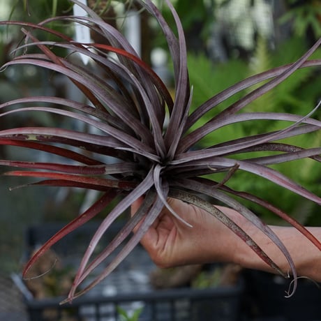 CATEGORY 品種名：M/N/O/P | air-plants TENGU-DO