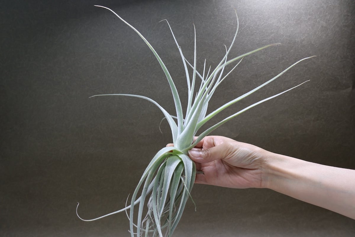 ストラミネア 34号 | air-plants TENGU-DO